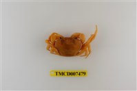 藏品(太魯閣澤蟹)的圖片
